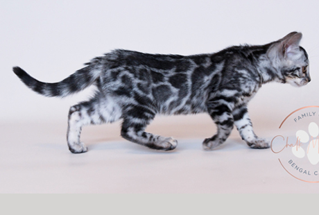 Bengal Kittens for sale near me